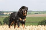 DOGUE DU TIBET 006